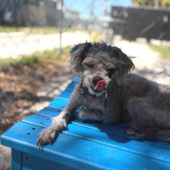 Poodle and Mixed Breed Dogs Available for Adoption in Port Richey, Florida - Izzy | PetCurious