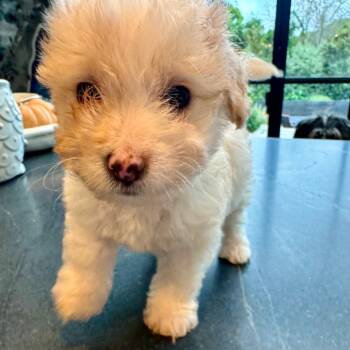 Rescue Wirehaired Dachshund and Spaniel Dogs for Adoption in Sonoma, California - Goldie | PetCurious