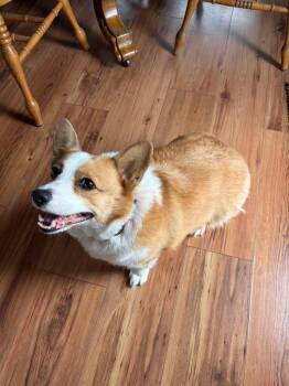 Corgi Dogs Available for Adoption in Columbia, Illinois - Daisy | PetCurious