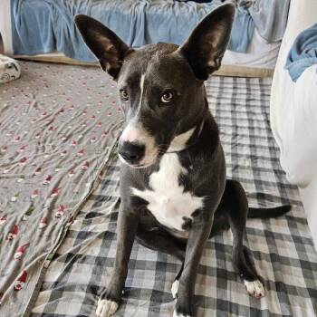Leia -  Husky Dog for Adoption in Zuni, Virginia - Leia | PetCurious