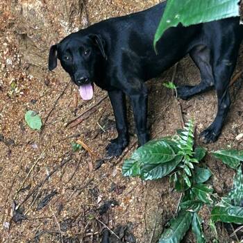 Rescue Labrador Retriever Dogs for Adoption in Albion, New York - Ocean | PetCurious