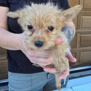 spooky -  Pomeranian and Mixed Breed Dog for Adoption in Klamath Falls, Oregon - Spooky | PetCurious