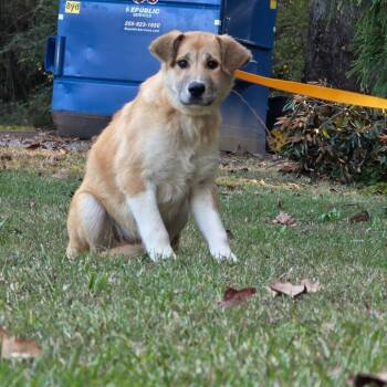 Rescue Great Pyrenees Dogs for Adoption in Clanton, Alabama - Margo | PetCurious