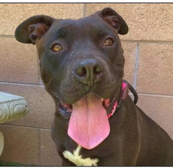 Please Save Me- PRINCESS - A551831 -  Pit Bull Terrier Dog for Adoption in San Marcos, California - Please Save Me- PRINCESS - A551831 | PetCurious
