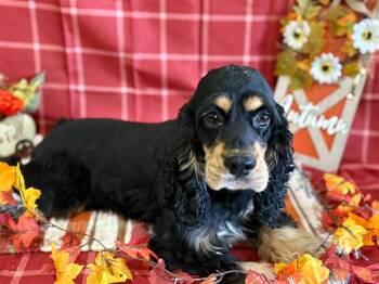 Rescue Cocker Spaniel Dogs for Adoption in Peebles, Ohio - Tanner | PetCurious