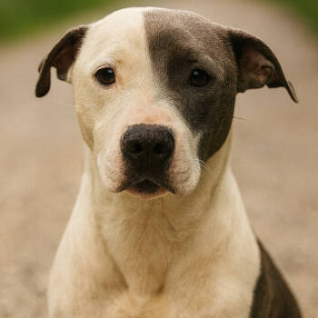 Rescue Terrier and Mixed Breed Dogs for Adoption in Mount Vernon, Indiana - Sparks | PetCurious