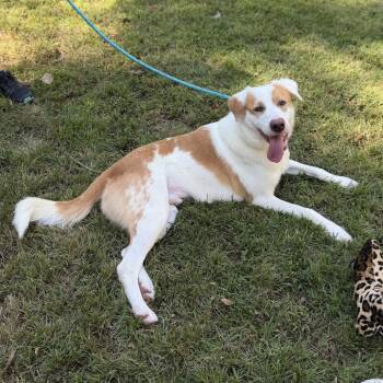 George -  Australian Shepherd Dog for Adoption in Locust Fork, Alabama - George | PetCurious