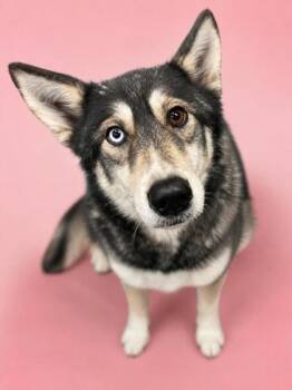 Sky -  Husky and Mixed Breed Dog for Adoption in Bowling Green, Kentucky - Sky | PetCurious
