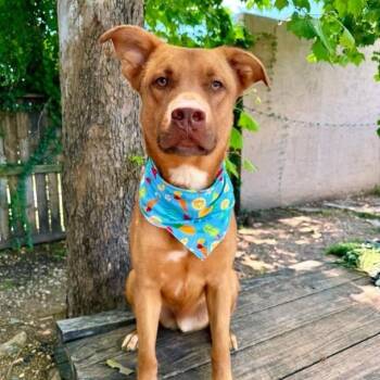 Redding -  American Staffordshire Terrier Dog for Adoption in Houston, Texas - Redding | PetCurious