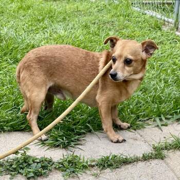 Chihuahua and Mixed Breed Dogs Available for Adoption in Spokane, Washington - Teagen | PetCurious