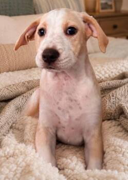 Luigi -  Hound and Labrador Retriever Dog for Adoption in Sanford, North Carolina - Luigi | PetCurious