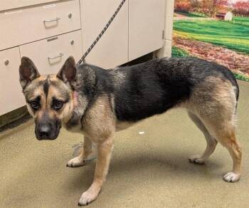 German Shepherd Dog and Mixed Breed Dogs Available for Adoption in Moreno Valley, California - LOLA | PetCurious