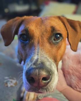 Schmitty -  Hound Dog Available for Adoption in Hartsville, South Carolina - Schmitty | PetCurious