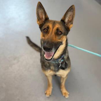 Buffy -  Mixed Breed Dog for Adoption in Sarasota, Florida - Buffy | PetCurious