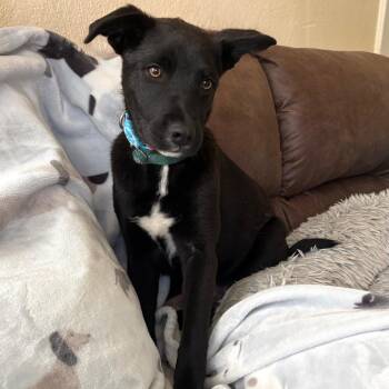Santana -  Mixed Breed Dog for Adoption in Tonasket, Washington - Santana | PetCurious