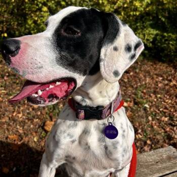 English Pointer Dogs Available for Adoption in Chattanooga, Tennessee - Freckles | PetCurious