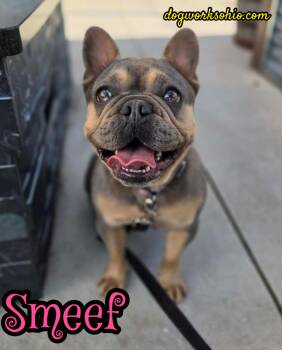 Smeef -  French Bulldog Dog for Adoption in Toledo, Ohio - Smeef | PetCurious