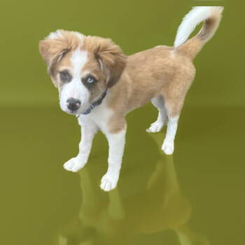 Rescue Australian Shepherd and Great Pyrenees Dogs for Adoption in Nashville, Tennessee - Shilo | PetCurious