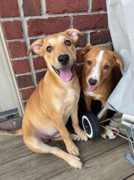 Cheese -  Labrador Retriever Dog for Adoption in Germantown, Ohio - Cheese | PetCurious