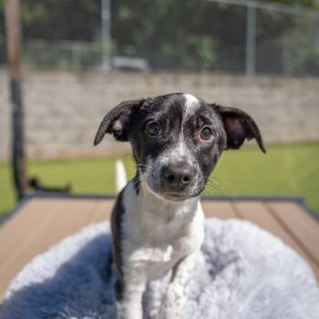 Chino -  Terrier and Mixed Breed Dog for Adoption in Gainesville, Georgia - Chino | PetCurious