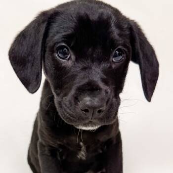 Rescue Poodle and Husky Dogs for Adoption in Parker, Colorado - 826 (2025) | PetCurious