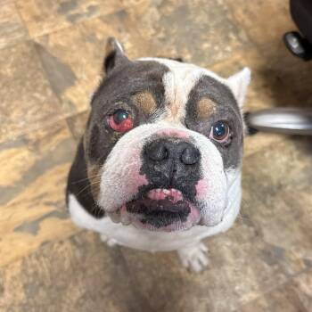 Sir Pretty Princess -  English Bulldog Dog for Adoption in Columbia, South Carolina - Sir Pretty Princess | PetCurious