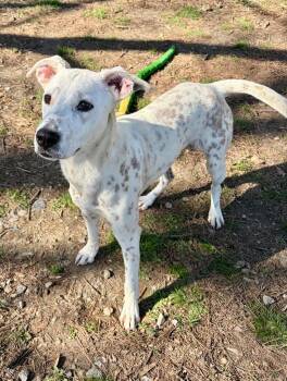 Shepherd and Dalmatian Dogs Available for Adoption - Gloria | PetCurious