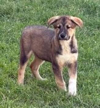 Chevy -  Australian Shepherd Dog for Adoption in Thompson Falls, Montana - Chevy | PetCurious