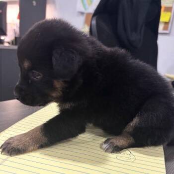 Plum -  Mixed Breed Dog for Adoption in Buffalo, Minnesota - Plum | PetCurious