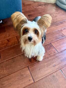 Rescue Yorkshire Terrier Dogs for Adoption in Rancho Santa Fe, California - Rosa (aka Rosie) | PetCurious