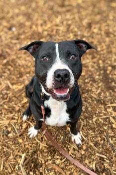 Hawkeye -  Mixed Breed Dog for Adoption in Cincinnati, Ohio - Hawkeye | PetCurious