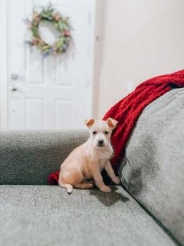 Australian Shepherd and Terrier Dogs Available for Adoption - Snorlax | PetCurious