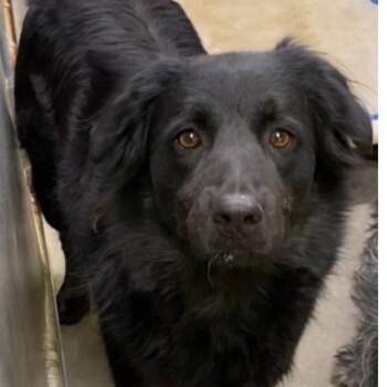 Flat Coated Retriever and Border Collie Dogs Available for Adoption in Northbrook, Illinois - Avery | PetCurious
