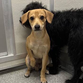 Dijon -  Mixed Breed Dog for Adoption in Oak Brook, Illinois - Dijon | PetCurious