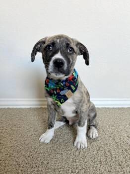 Great Pyrenees and Pit Bull Terrier Dogs Available for Adoption - Edward | PetCurious