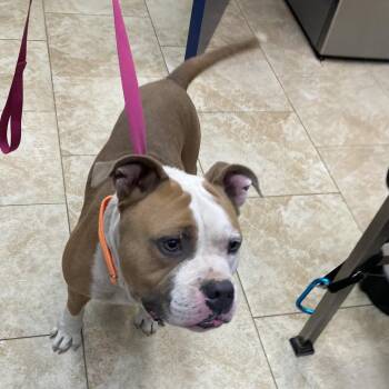 Pooh Bear -  Pit Bull Terrier and Mixed Breed Dog for Adoption in Galveston, Texas - Pooh Bear | PetCurious