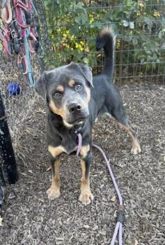 Glasgow -  Mixed Breed Dog for Adoption in Chamblee, Georgia - Glasgow | PetCurious