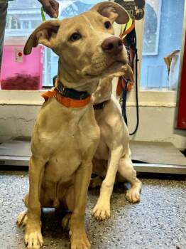 Rescue Hound Dogs for Adoption in Mobile, Alabama - Roast | PetCurious