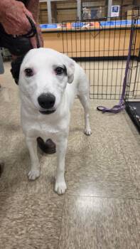Lucy -  Australian Cattle Dog Blue Heeler Dog for Adoption - Lucy | PetCurious