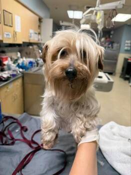 TWINKIE -  Yorkshire Terrier and Mixed Breed Dog for Adoption in Riverside, California - TWINKIE | PetCurious