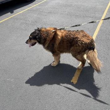 Bandit -  Golden Retriever Dog for Adoption in Idaho Falls, Idaho - Bandit | PetCurious