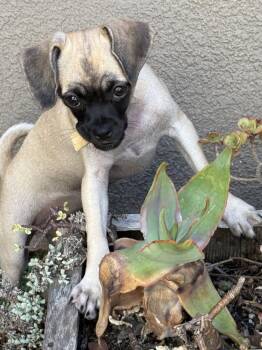 Waffles -  Pug and Beagle Dog for Adoption in Dana Point, California - Waffles | PetCurious