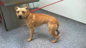 A1269689 -  Pit Bull Terrier Dog for Adoption in Charlotte, North Carolina - A1269689 | PetCurious