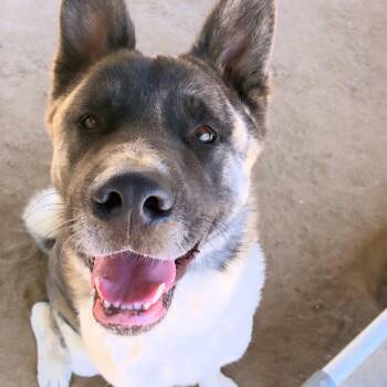 Provolone -  Akita Dog for Adoption in Romoland, California - Provolone | PetCurious