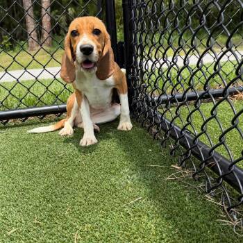 Sadie 6495 -  Beagle Dog for Adoption in Loxahatchee Groves, Florida - Sadie 6495 | PetCurious