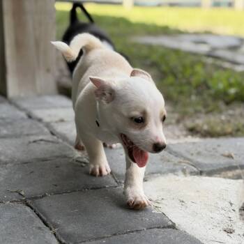 LEXI -  Corgi Dog for Adoption in West Palm Beach, Florida - LEXI | PetCurious
