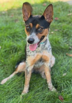 Rescue Mixed Breed Dogs for Adoption in Omaha, Nebraska - Maximus | PetCurious