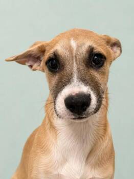 Ashley -  Mixed Breed Dog for Adoption in Gulfport, Mississippi - Ashley | PetCurious