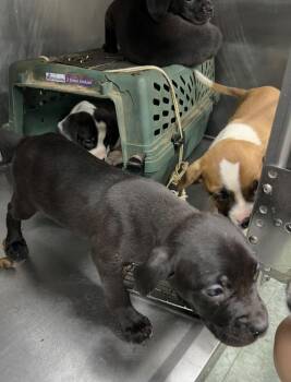 Inky -  Mixed Breed Dog for Adoption in Danielsville, Georgia - Inky | PetCurious