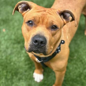 Rescue Mixed Breed Dogs for Adoption in Davenport, Iowa - Country Boy I Love You | PetCurious